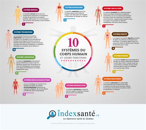 Infographie simple montrant les organes et systèmes du corps associés aux bienfaits physiques du grenat (cœur, circulation, os).
