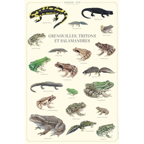 Infographie montrant la diversité des amphibiens (grenouilles, crapauds, tritons, salamandres) et leur rôle d'indicateur de santé environnementale.