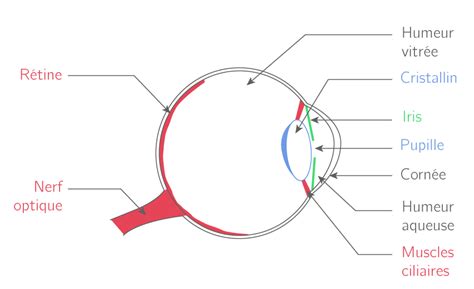 Schéma illustrant la formation de l'œil de tigre par pseudomorphose
