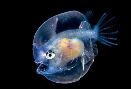 Représentation artistique de la Créature des Abysses avec ses multiples yeux.