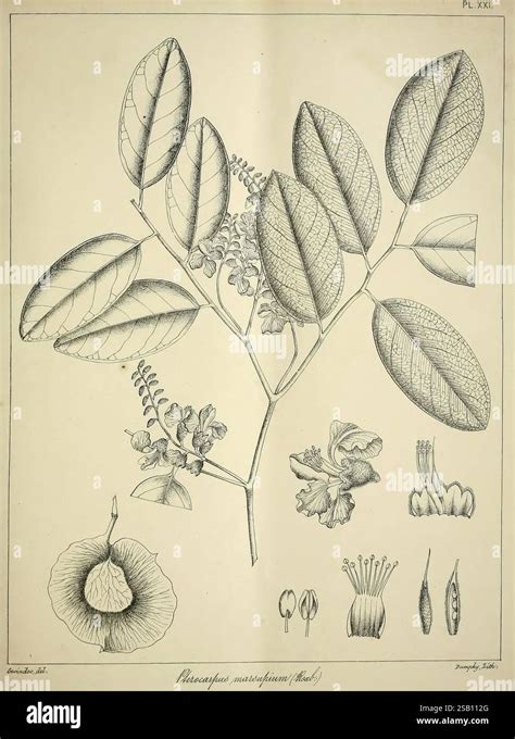 Illustration botanique du Ctenanthe avec ses feuilles caractéristiques