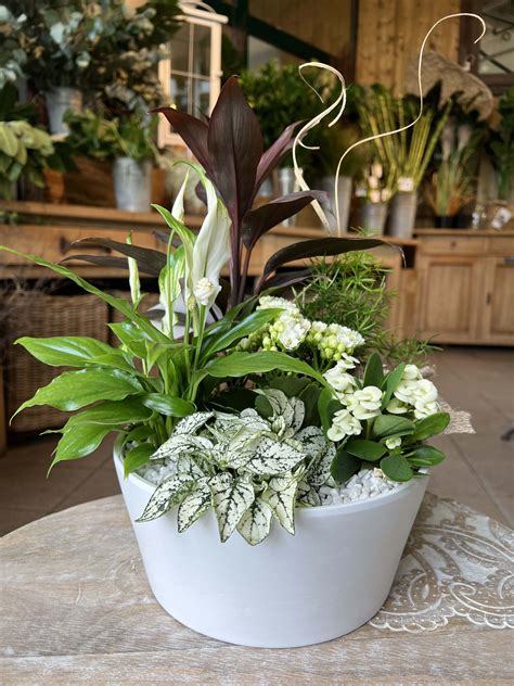 Exemple d'une composition florale dans un jardin incluant des plantes similaires au Ctenanthe