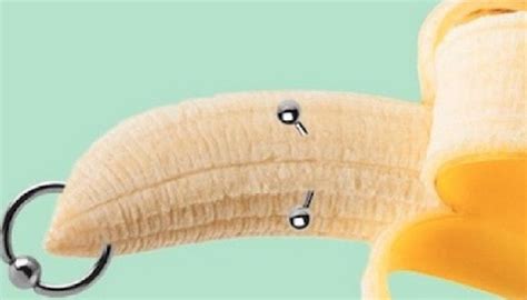 Illustration schématique du piercing Prince Albert, montrant le passage du bijou à travers le méat et le frenum.