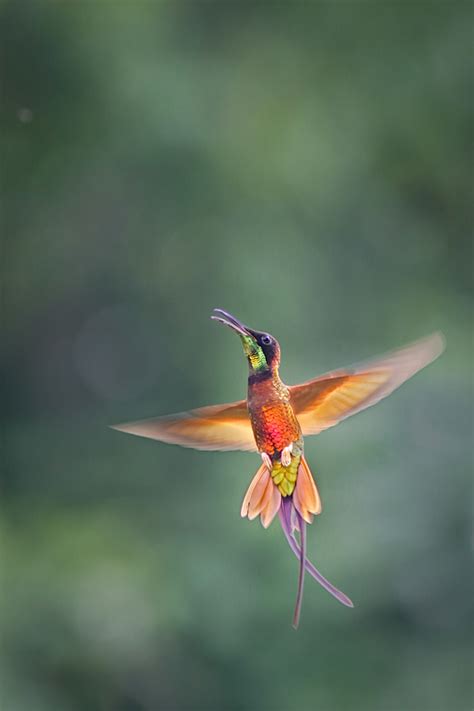 Illustration d'un colibri topaze mâle en vol, mettant en évidence ses couleurs vives et sa grande taille par rapport aux autres colibris.