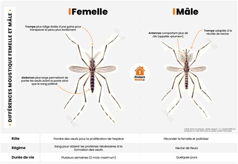 Comparaison côte à côte du plumage du mâle et de la femelle colibri topaze, soulignant les différences de couleur et de taille.