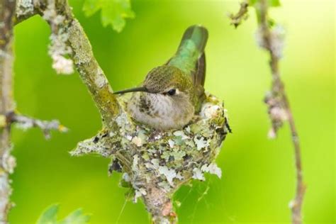 Schéma illustrant la structure d'un nid de colibri topaze, avec des détails sur les matériaux utilisés (fibres végétales, toiles d'araignées).
