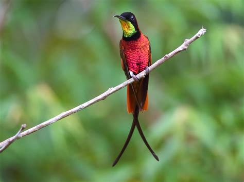 Photographie d'un mâle Topaza pella pella, mettant en valeur son plumage rouge cramoisi.