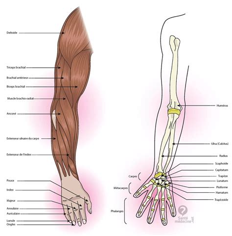 Schéma illustrant les différentes zones où porter un bracelet de bras (avant-bras, biceps).