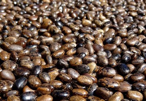 Diversité de graines colorées utilisées dans l'artisanat antillais