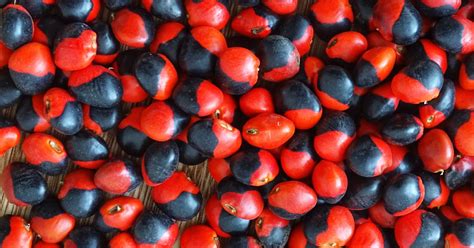 Graine de caconnier rouge et noire, symbole de chance