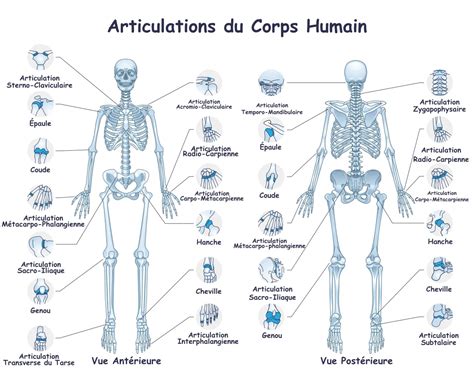 Schéma du corps humain mettant en évidence les zones d'action de la malachite (articulations, muscles, système immunitaire).