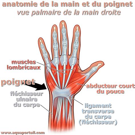 Schéma illustrant le port d'une chaîne de main sur le poignet gauche pour un droitier.