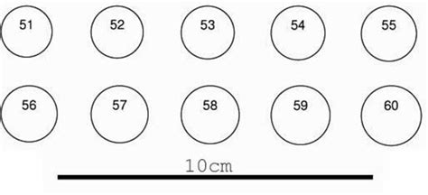Représentation d'un baguier imprimable avec des cercles de différentes tailles pour mesurer le tour de doigt.