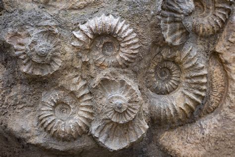 Fossiles de bélemnites et d'ammonites dans une tranche de calcaire du Jura