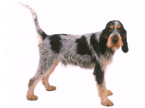 Des chiots Griffon Bleu de Gascogne dans la neige