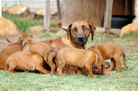Photo de la chienne Féline avec des chiots