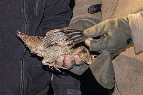 Illustration de la technique de baguage fermé