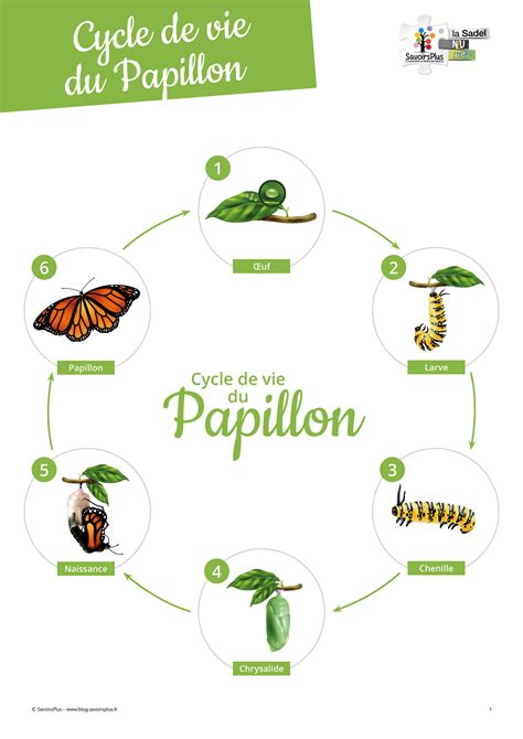 Illustration symbolique du cycle de vie du papillon