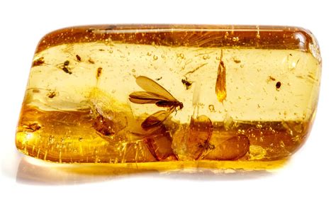 Gros plan sur une inclusion d'insecte fossilisé dans une pièce d'ambre.