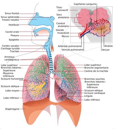 Schéma anatomique du système respiratoire et de la gorge, mettant en évidence les zones d'action potentielles de l'aigue-marine.