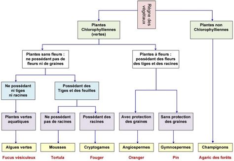 Schéma comparatif des différents systèmes de classification de perles.