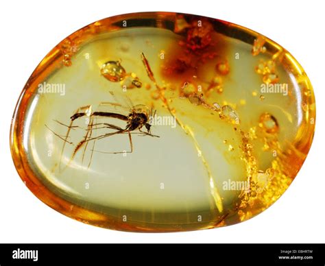 Photographie d'un insecte fossilisé dans de l'ambre.