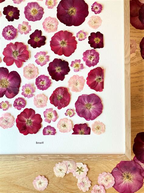 Tableau herbier mural avec différentes variétés de fleurs séchées et pressées