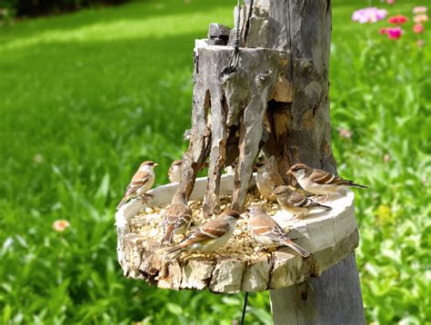 Exemple de mangeoire à oiseaux terminée avec des perchoirs en branches