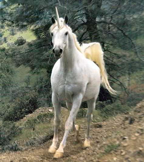 Représentation occidentale classique d'une licorne blanche avec une corne torsadée sur le front
