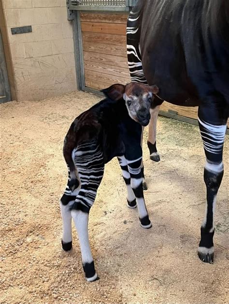 Photo d'un okapi, montrant son pelage rayé sur les pattes