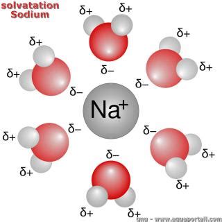 Illustration des molécules d'eau entourant les ions dans une solution (solvatation).