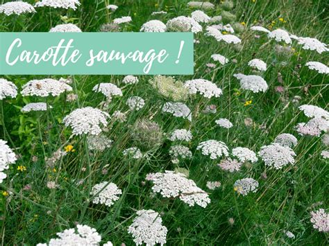 Infographie comparant l'évolution de la carotte, de sa forme sauvage à ses variétés modernes.