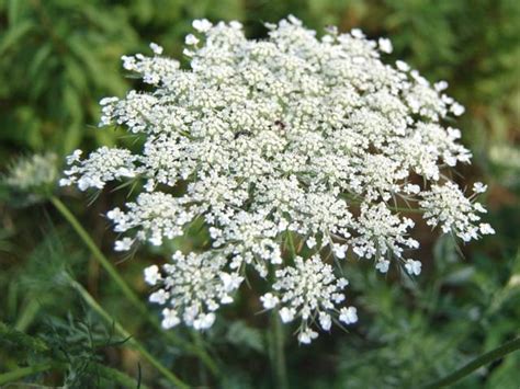 Schéma de la structure d'une ombelle de carotte sauvage, illustrant la disposition des fleurs et la fleur centrale sombre.