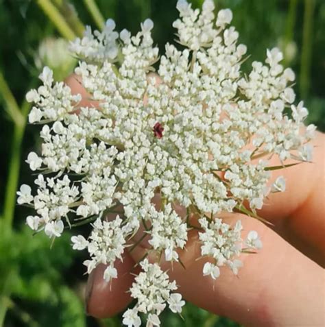 Exemple de collier avec une fleur de carotte sauvage préservée dans la résine, montrant la délicatesse du bijou.