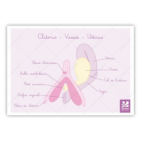 Schéma anatomique du clitoris et de ses extensions internes