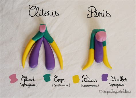 Comparaison anatomique schématique du clitoris et du pénis