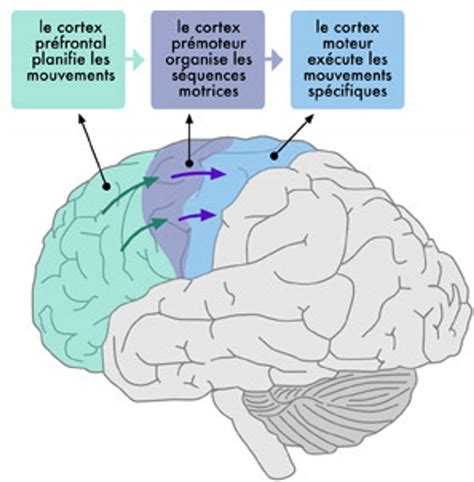 Représentation schématique des zones cérébrales activées lors de l'orgasme