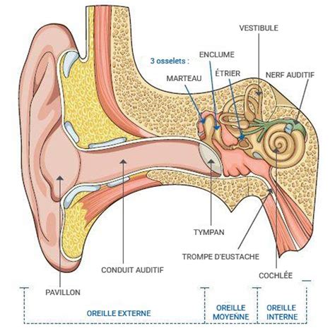 Dessin illustrant les différentes parties de l'oreille où peuvent être portés des bijoux (hélix, conch, lobe).