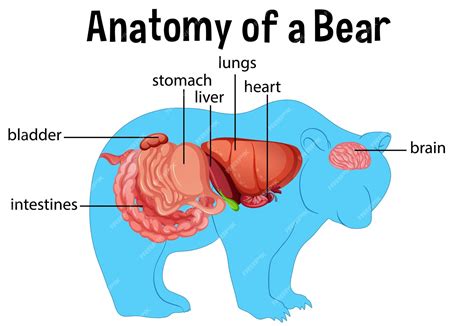 Schéma anatomique de l'ours polaire montrant son adaptation au froid