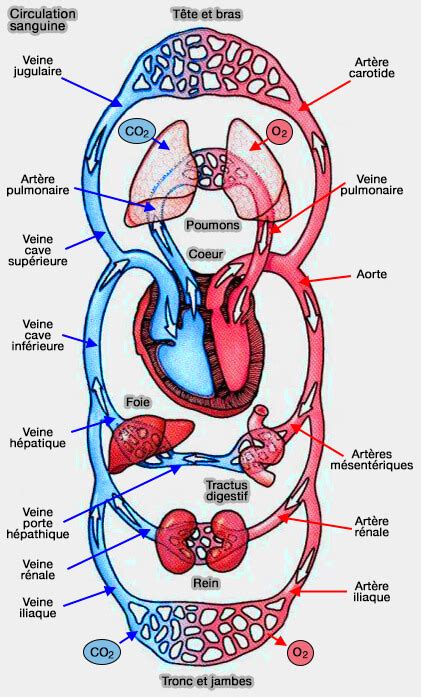 Illustration anatomique montrant la circulation sanguine dans la région de la tête et de l'oreille en position debout et couchée.