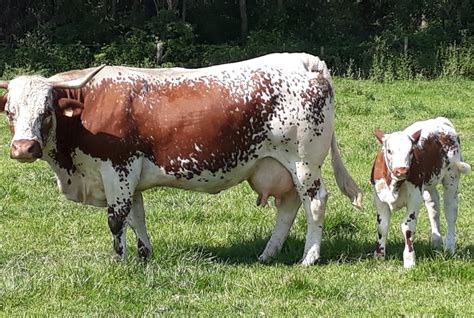 Vache Ferrandaise de type bregnié avec une robe pie-noir