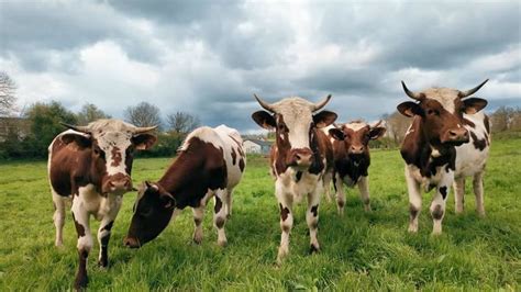 Photo d'une vache Ferrandaise en pâturage