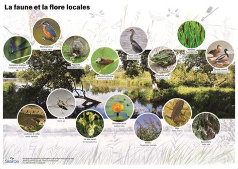 Des goélands sur le Perrey à Étretat, illustrant la présence de la faune locale.