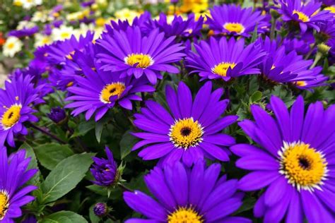 Illustration montrant la complémentarité des couleurs moutarde et violet dans un motif de tissage.