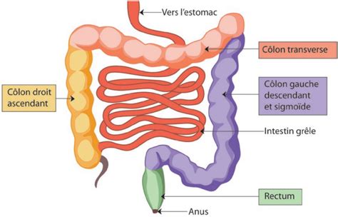 Diagramme schématique du système digestif, montrant l'intestin grêle, le côlon et le rectum.