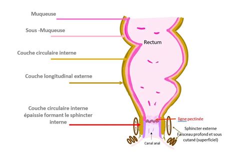 Coupe anatomique détaillée du canal anal, montrant les sphincters interne et externe, le muscle releveur et les hémorroïdes.