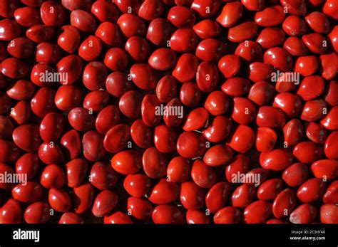 Graines rouges de l'Arbre Église (Adenanthera pavonina)