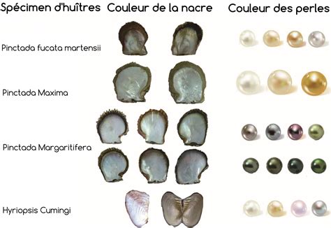 Illustration des différentes couleurs et reflets des perles de Tahiti, avec un focus sur les nuances de gris, verts, bleus et noirs.