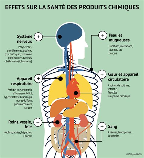 Infographie montrant les principaux minéraux toxiques et leurs effets sur la santé