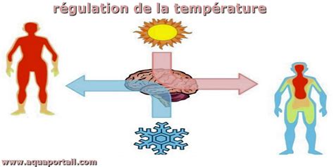 Schéma expliquant la variation de la taille des doigts selon la température et l'hydratation